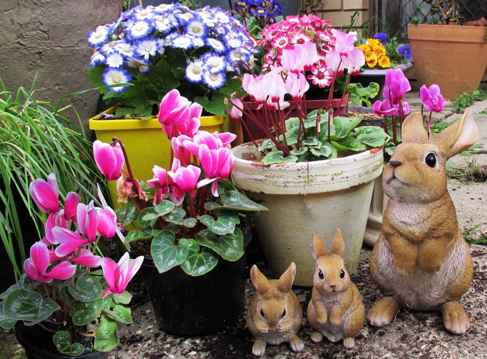 Canon PowerShot SX170 IS sample photo. Spring, flowers, pots photography
