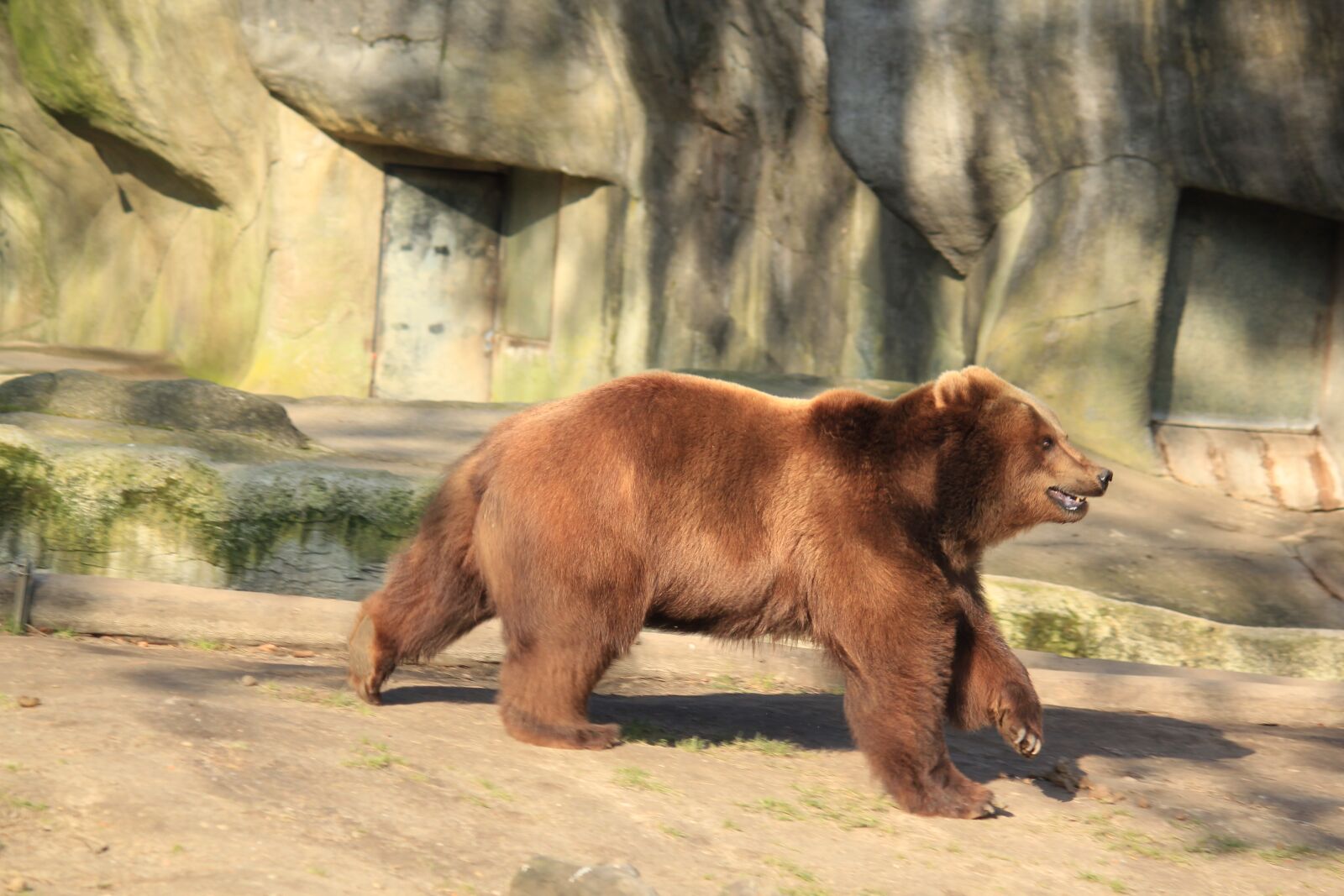 Canon EOS 550D (EOS Rebel T2i / EOS Kiss X4) sample photo. Bear, animal, zoo photography