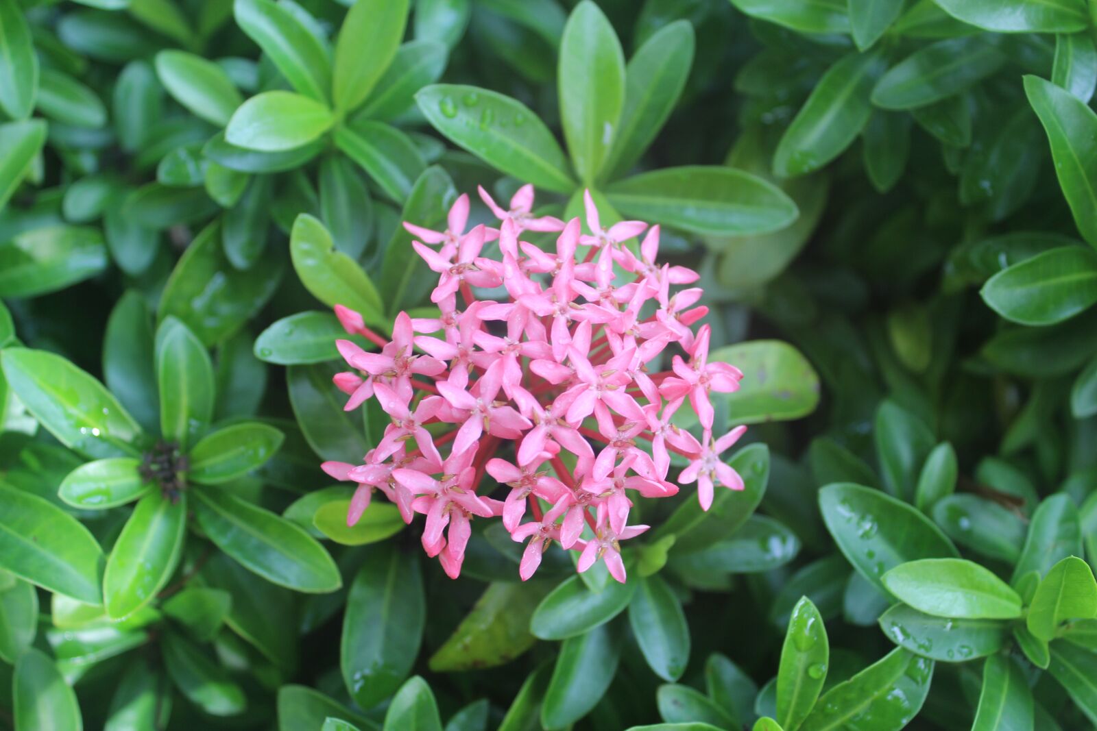 Canon EOS 650D (EOS Rebel T4i / EOS Kiss X6i) sample photo. Flower, small fresh, plant photography