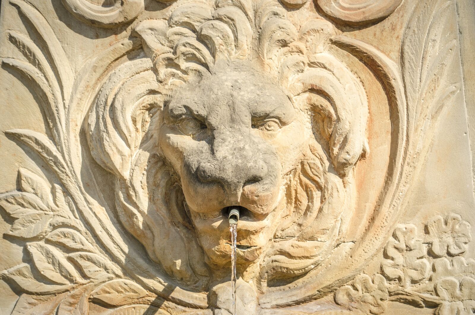 Nikon D5100 sample photo. Lion, lion head, head photography