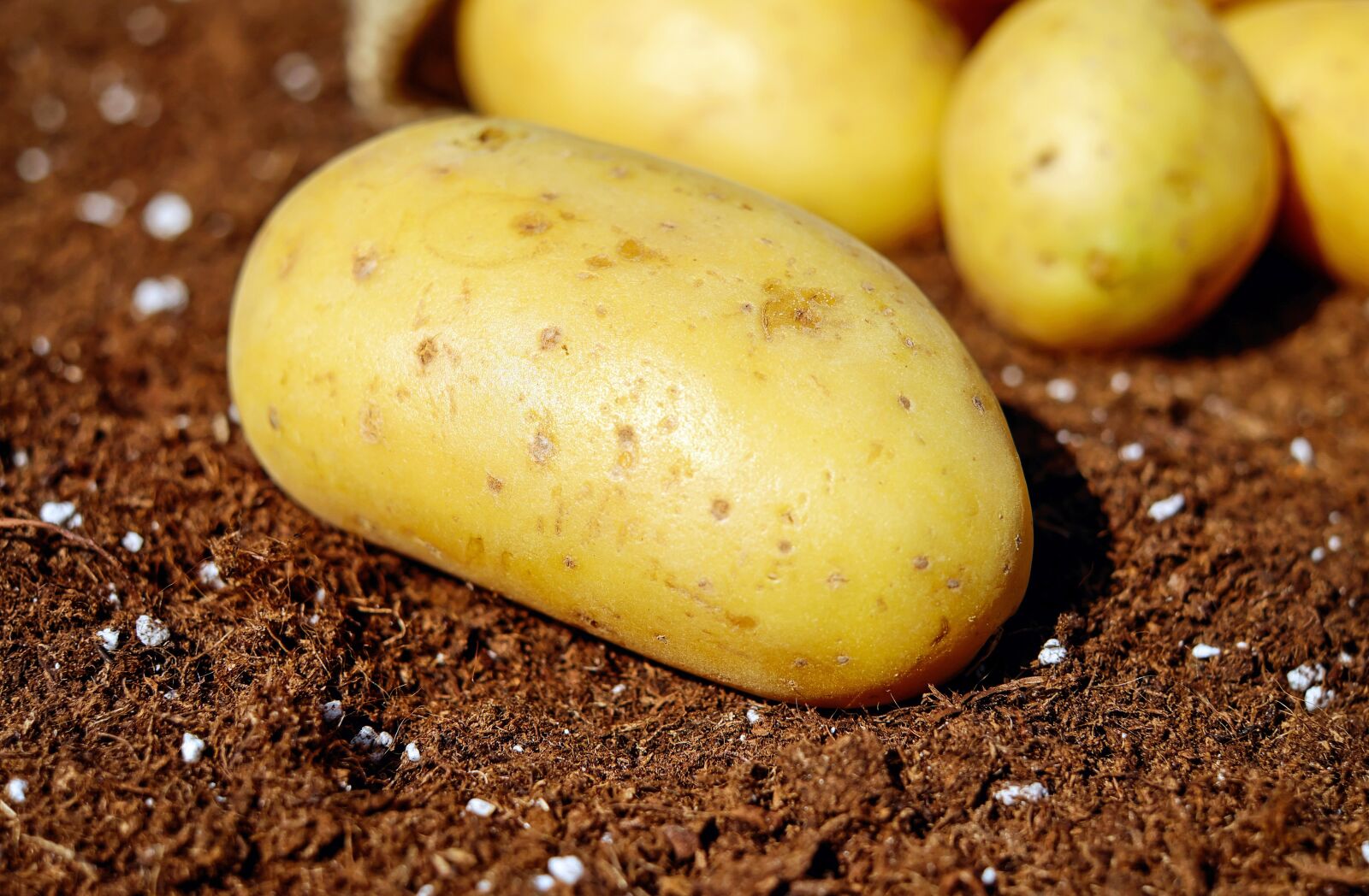 Fujifilm X-T10 + Fujifilm XF 35mm F1.4 R sample photo. Potatoes, vegetables, erdfrucht photography