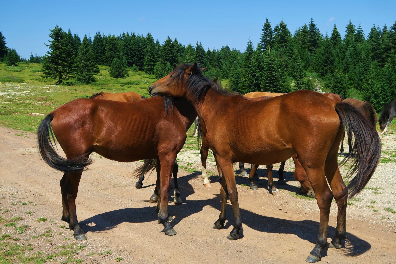 Canon PowerShot G7 X sample photo. The horses are, animal photography