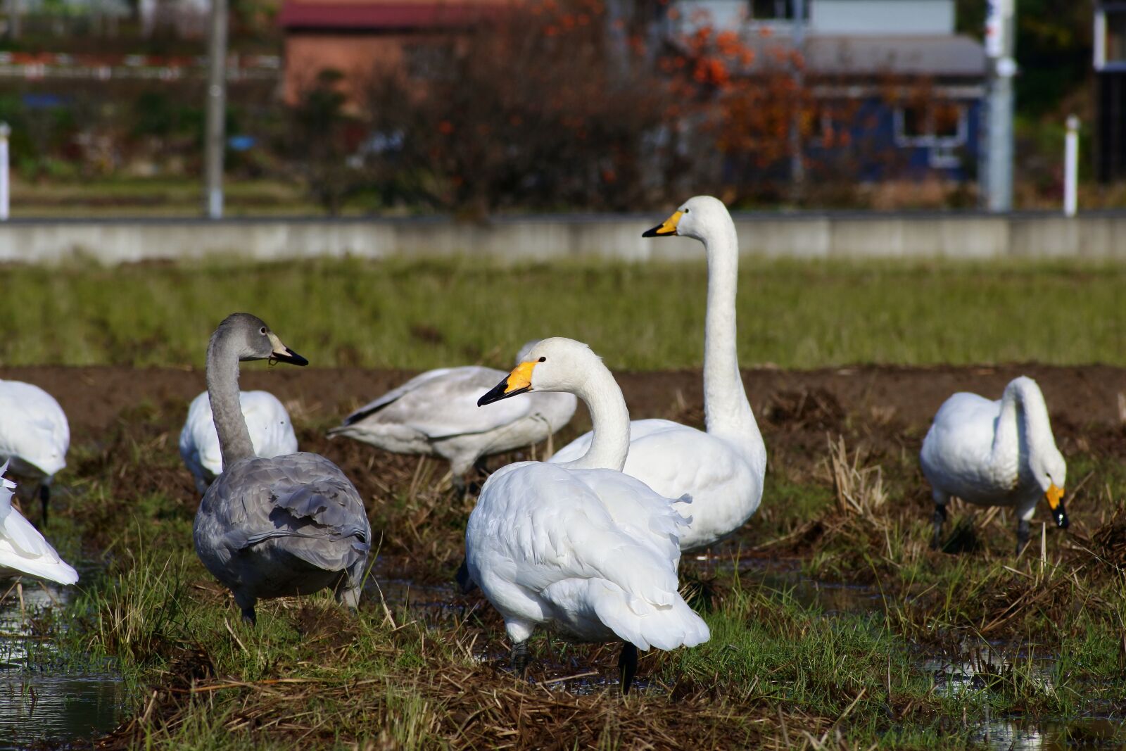 VR 70-300mm f/4.5-6.3G sample photo. Animal, rural, yamada's rice photography