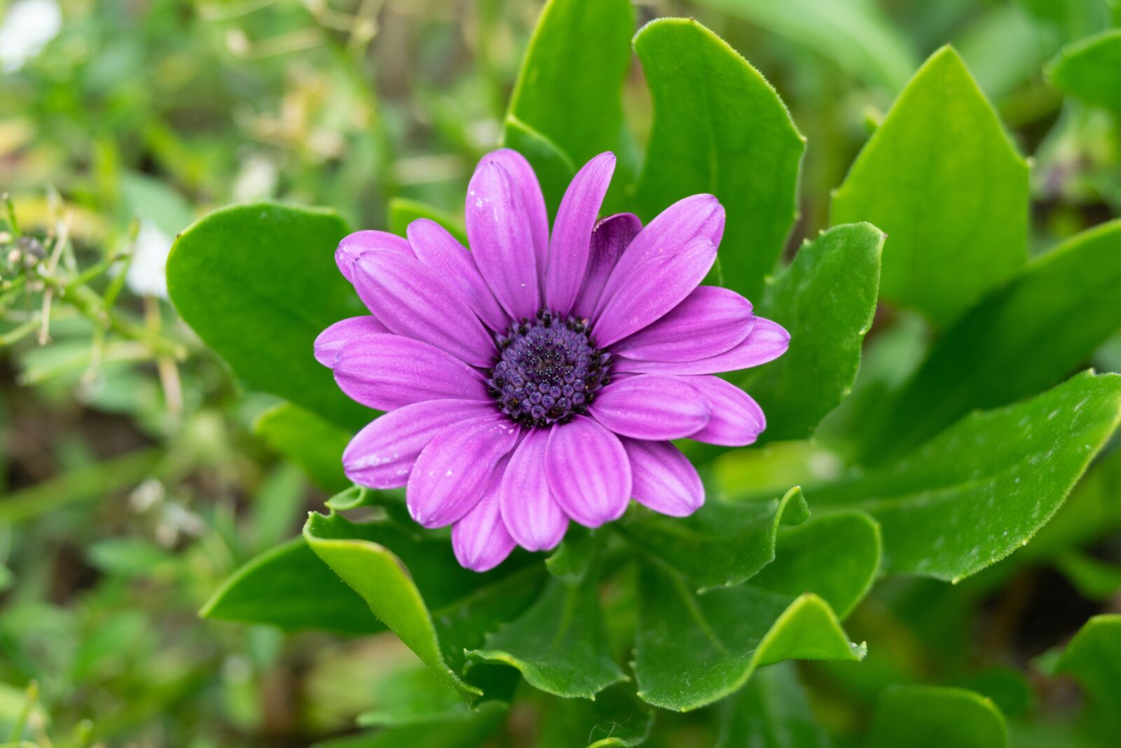 Nikon D3300 sample photo. Flower, macro, nature photography