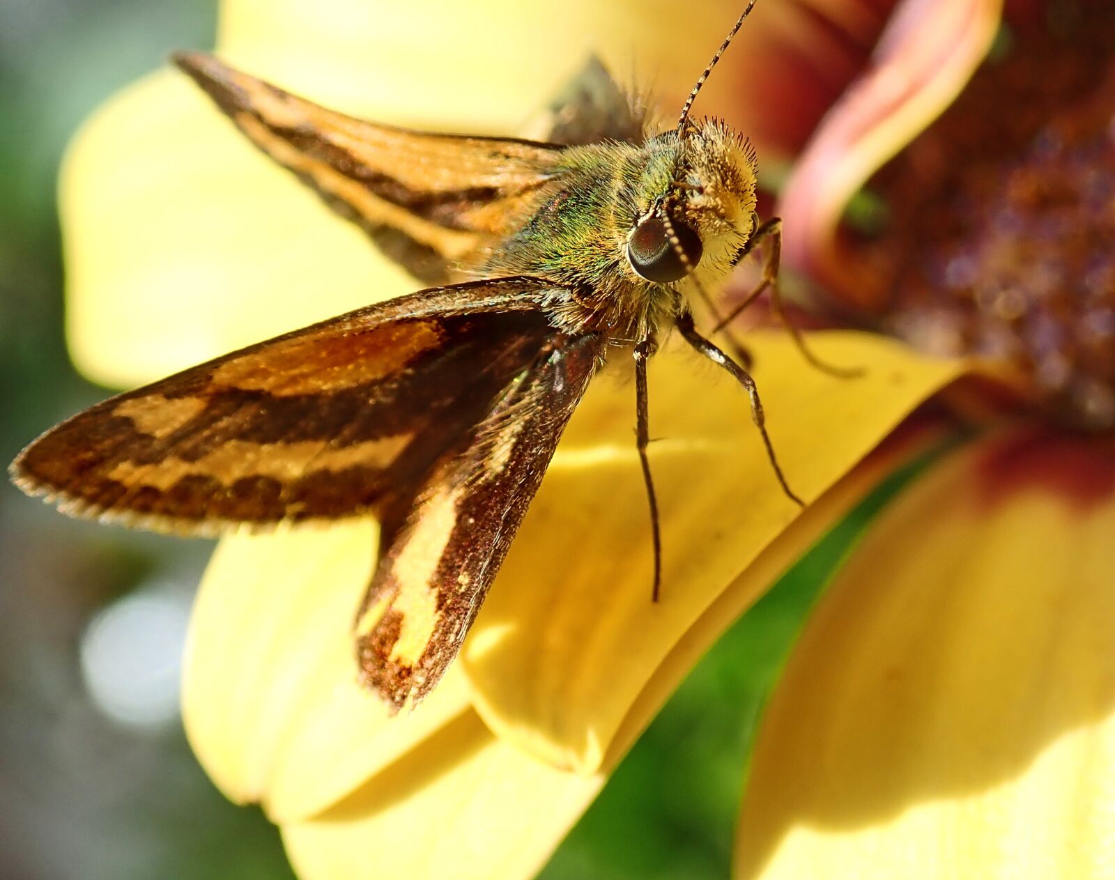 Olympus TG-5 sample photo. Butterfly, brown, insect photography