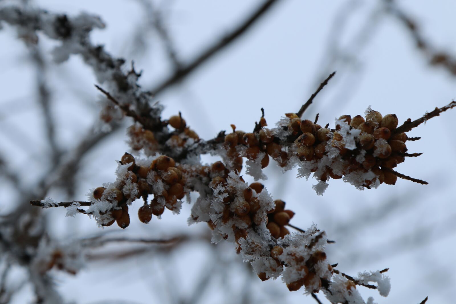 Canon EOS 70D sample photo. Winter, cold, sea buckthorn photography