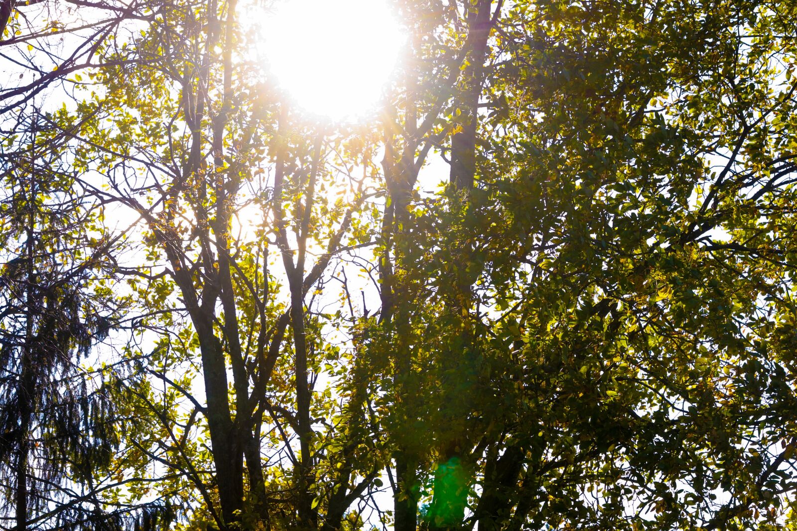 Canon EOS 7D Mark II sample photo. Trees, landscape, nature photography
