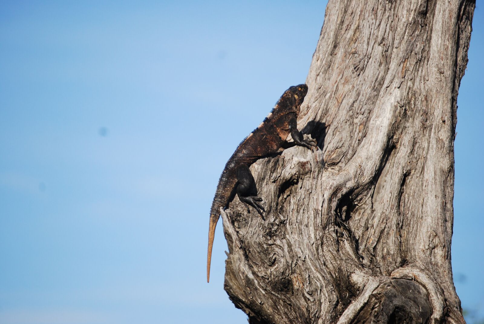Nikon D40X sample photo. Reptile, nature, iguana photography