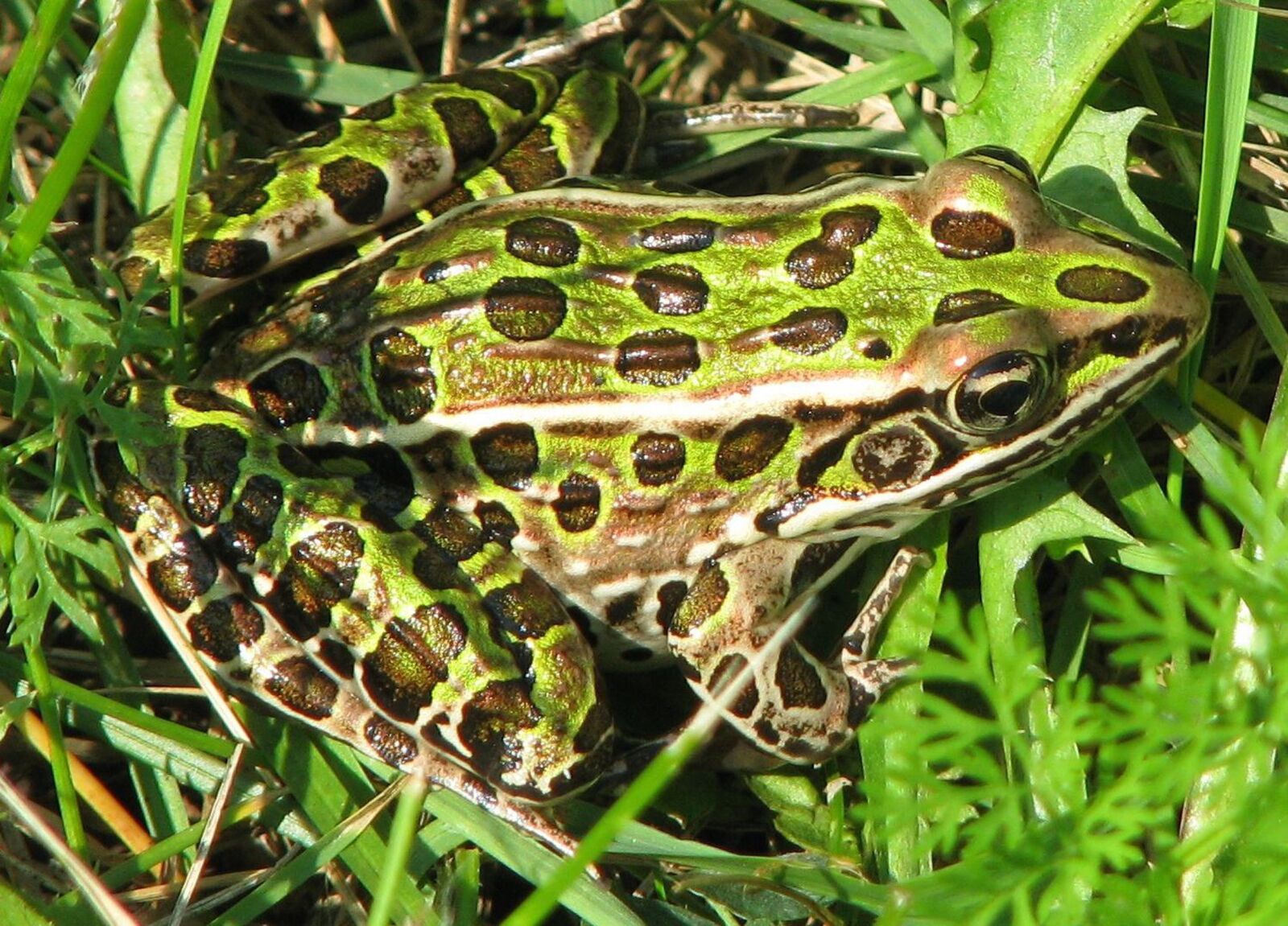 Canon POWERSHOT S5 IS sample photo. Northern leopard frog, lithobates photography