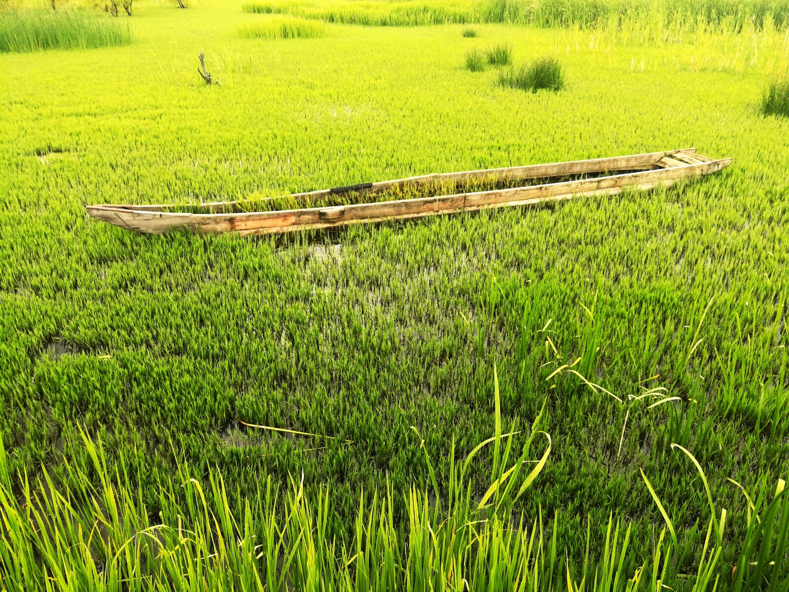 HUAWEI P10 Plus sample photo. Grass, ship, green photography