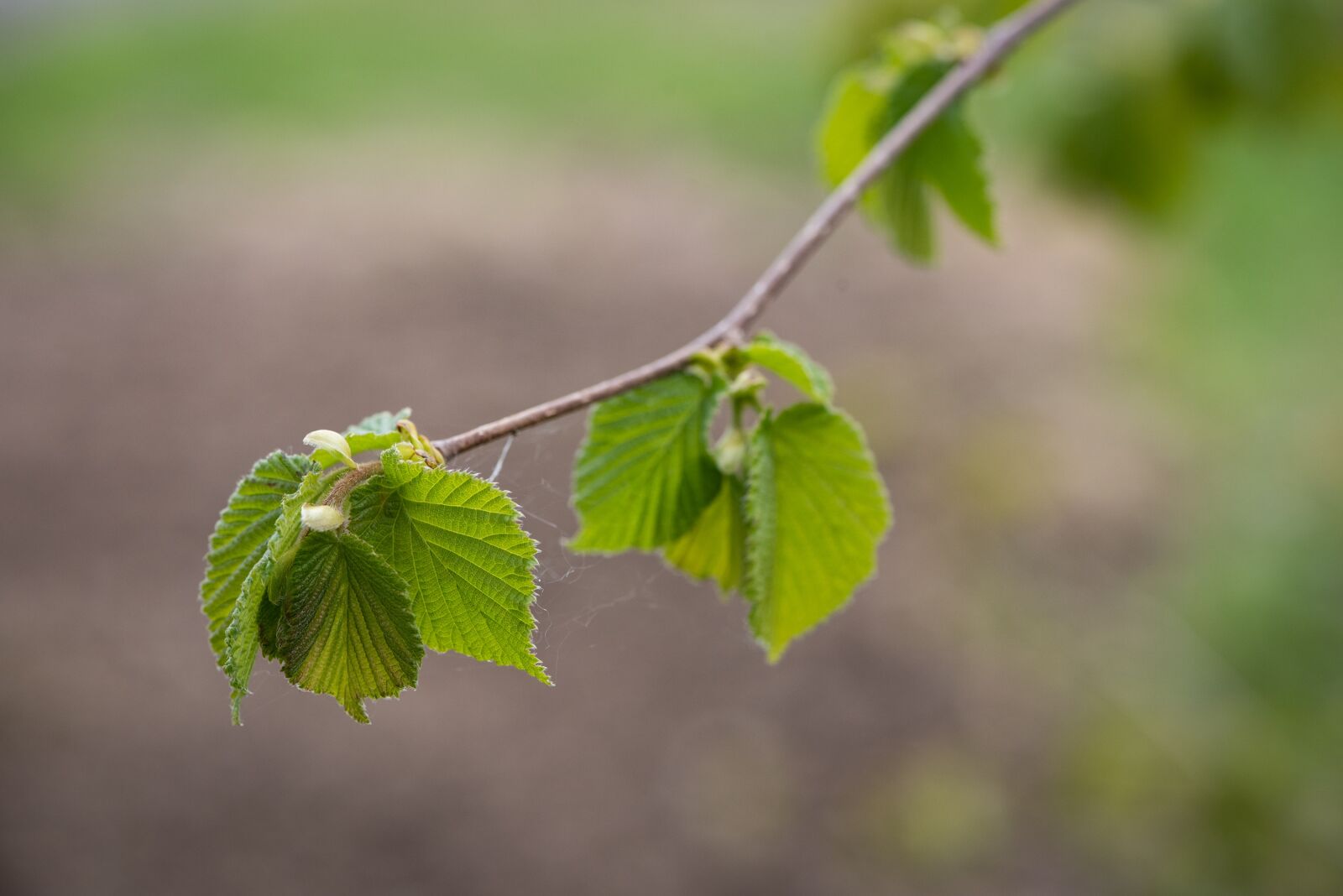 Nikon D750 sample photo. Leaves, green, hazelnut photography