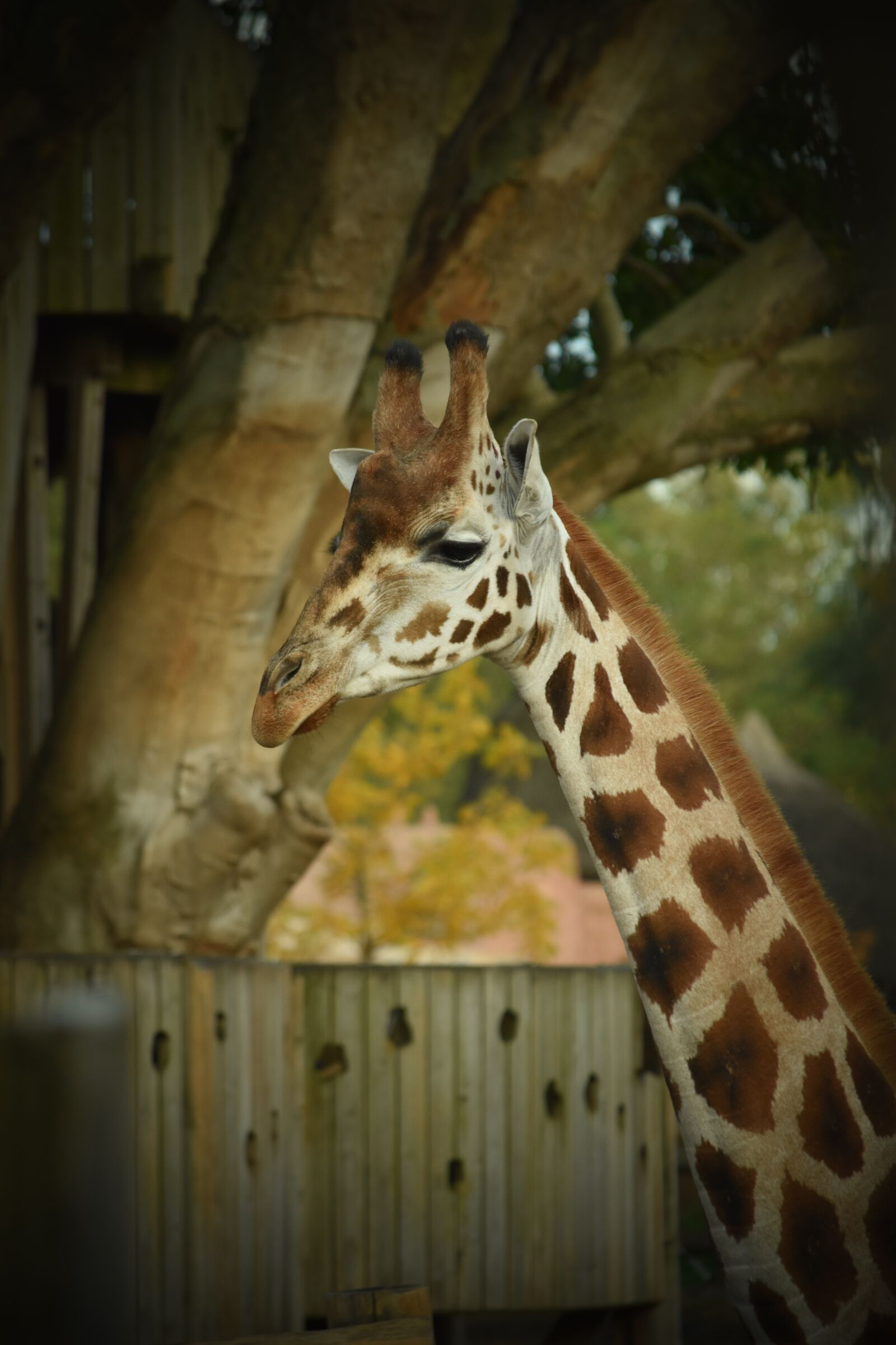 Nikon D5500 sample photo. Giraffe, grand, animal photography
