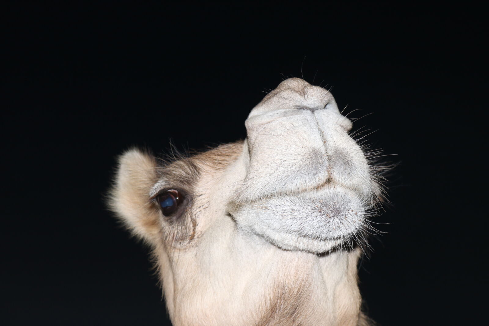 Canon EOS 70D sample photo
