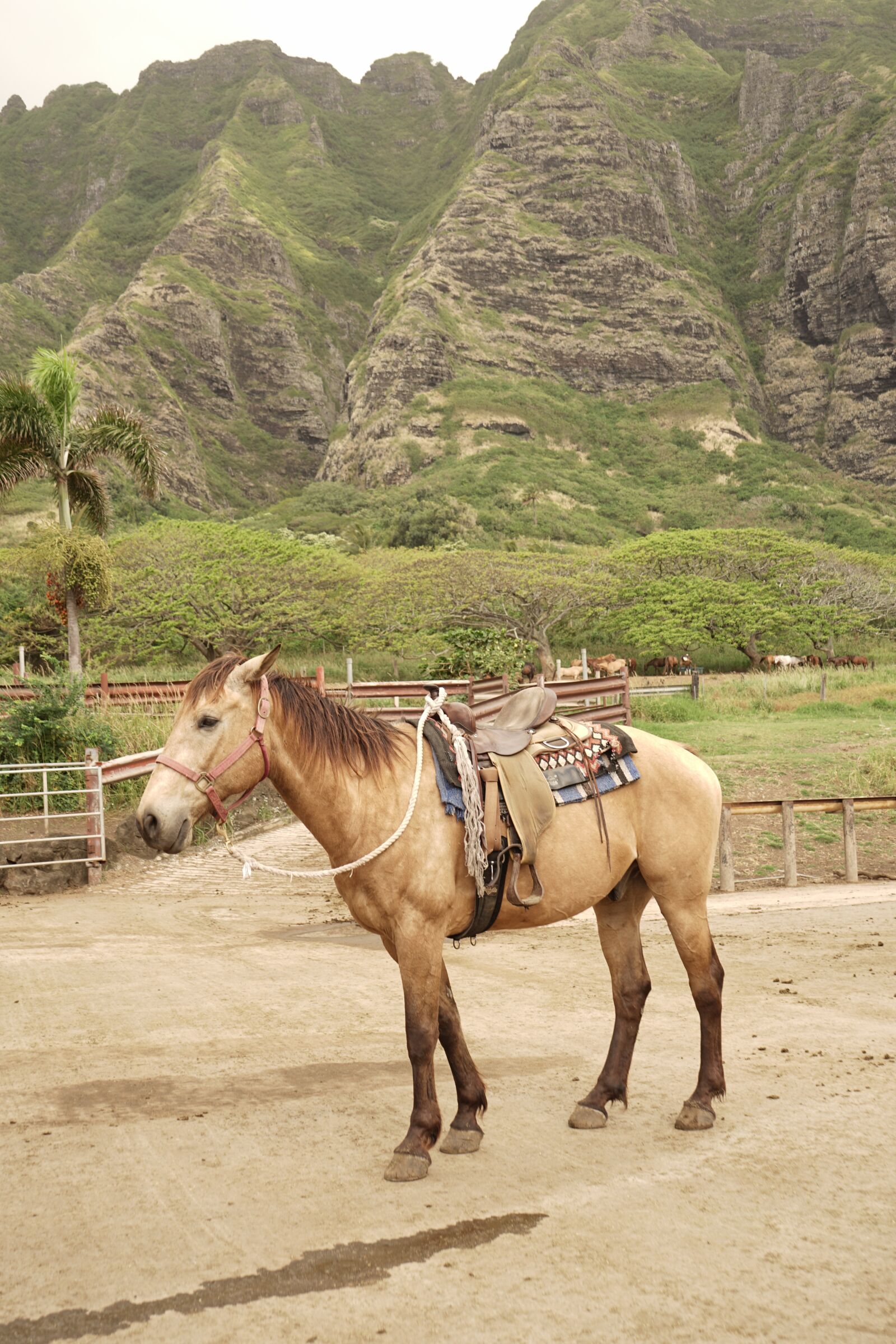 Sony a7 II + Sony FE 28-70mm F3.5-5.6 OSS sample photo. Horse, farm, animal photography