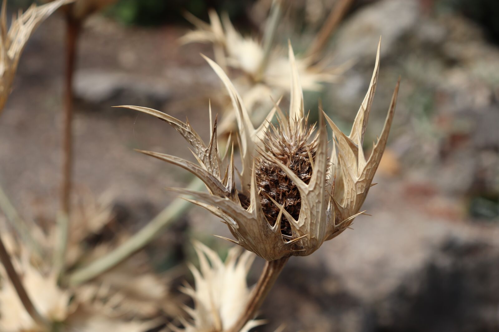 Canon EOS 800D (EOS Rebel T7i / EOS Kiss X9i) sample photo. Thistles, dry, dried photography