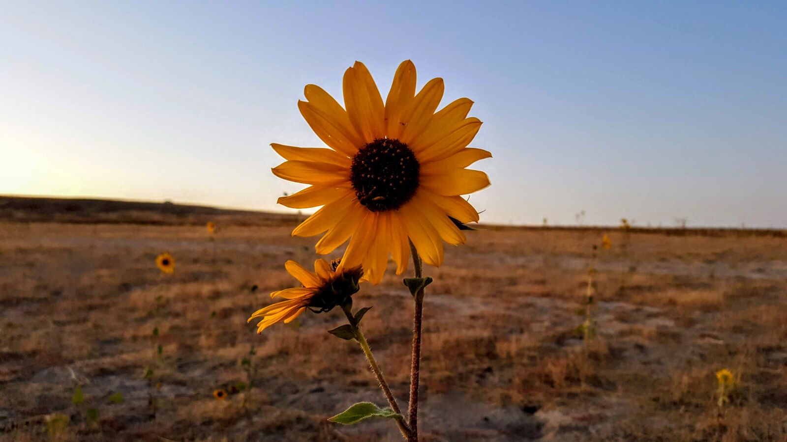 Samsung Galaxy S6 sample photo. Sunflower, bee, fall photography