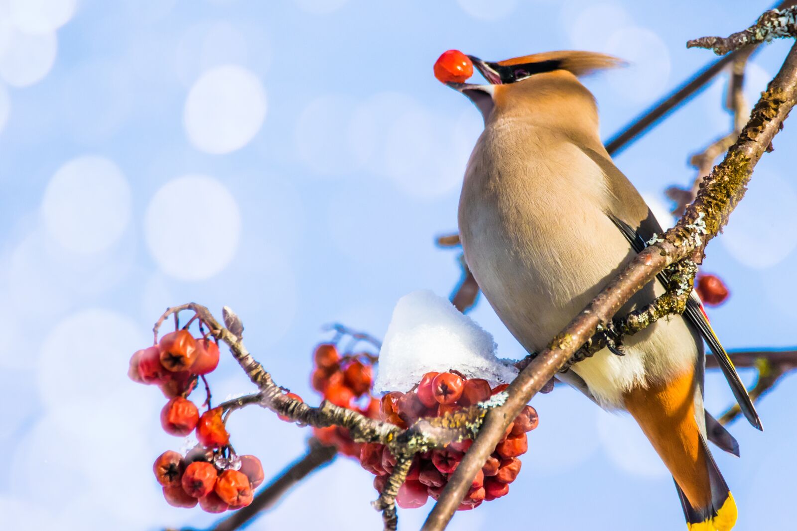Canon EOS 7D Mark II sample photo. Waxwing, bird, berries photography
