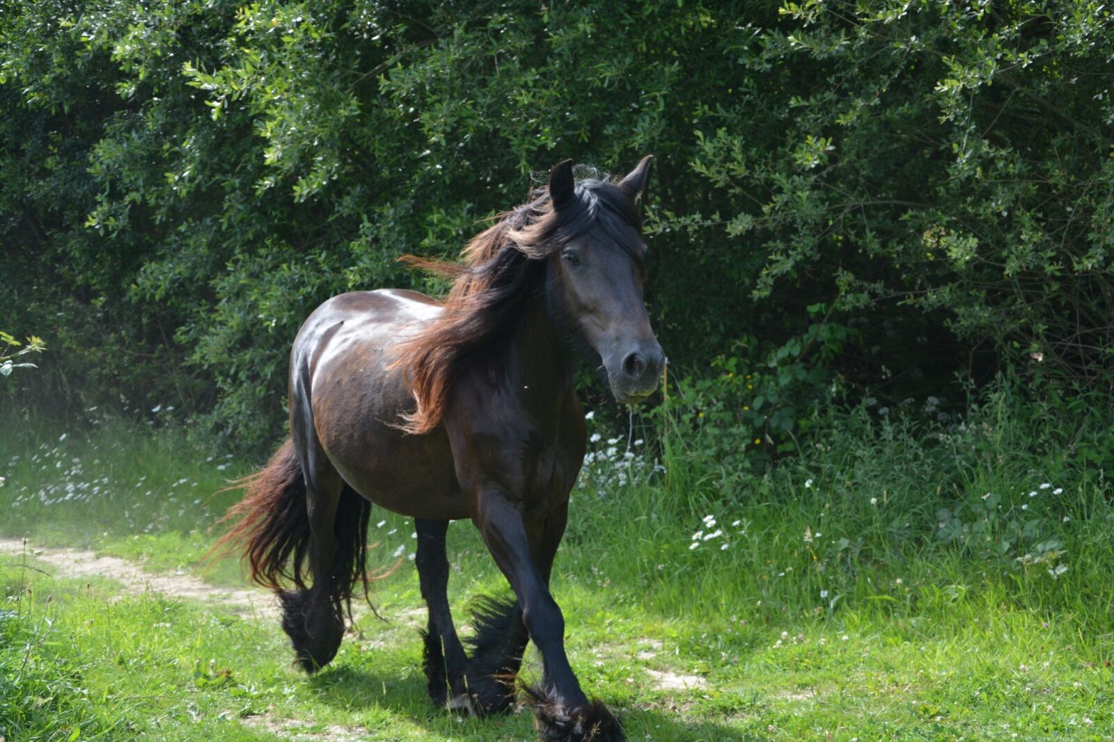 Nikon D5200 sample photo. Horse, mare, run photography