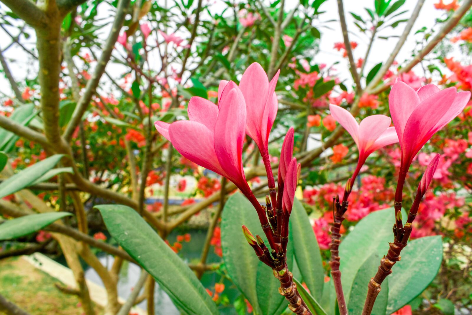 Nikon D5600 sample photo. Macro, indonesia, flowers photography
