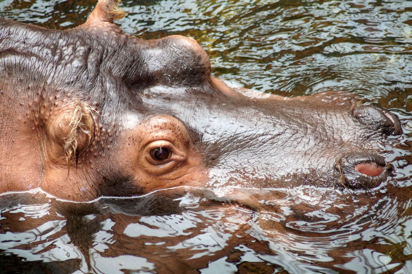 Sony SLT-A58 sample photo. Hippopotamus, hippo, eye photography