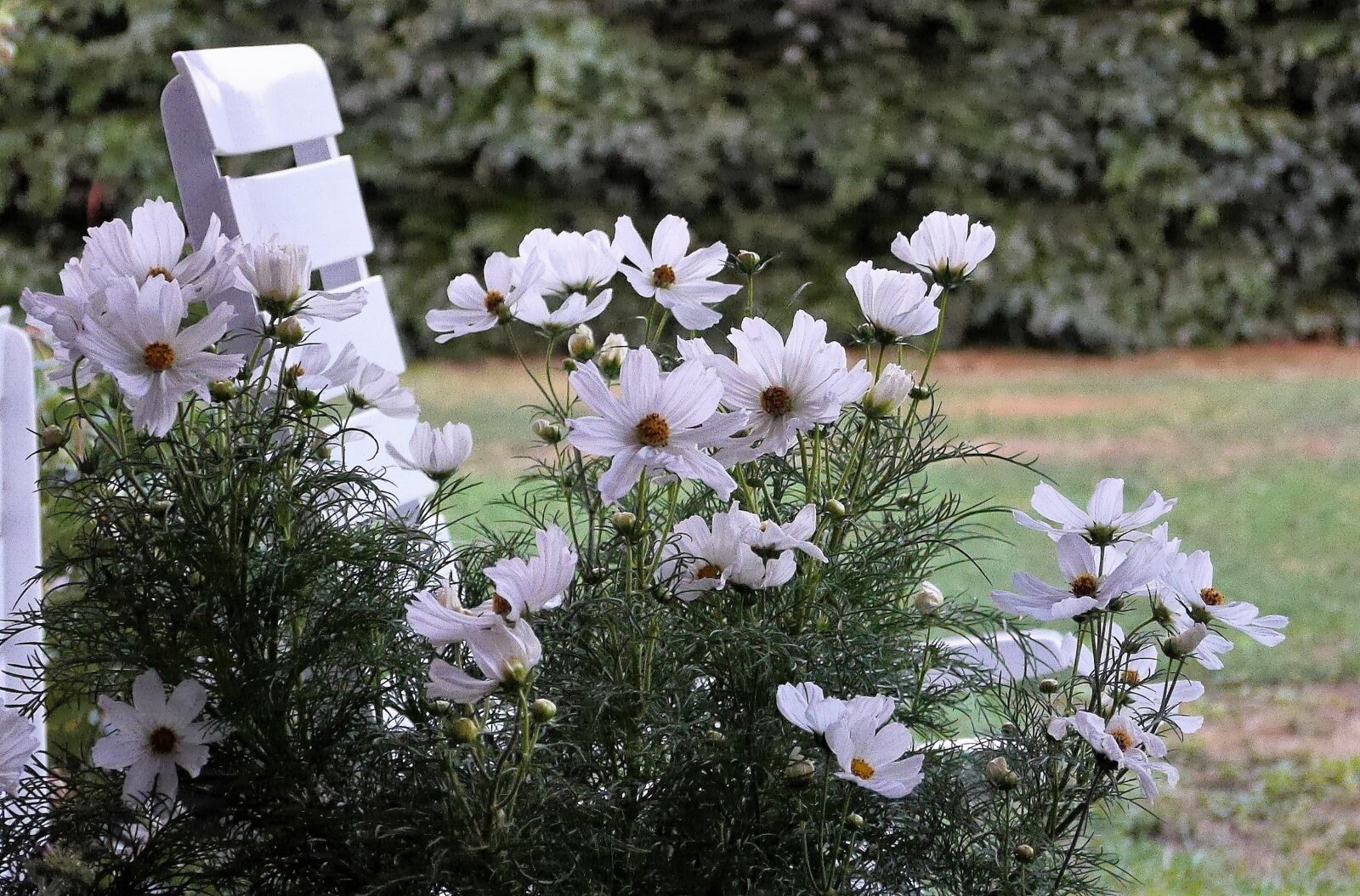 Panasonic Lumix DMC-GH3 sample photo. Flowers, summer, nature photography