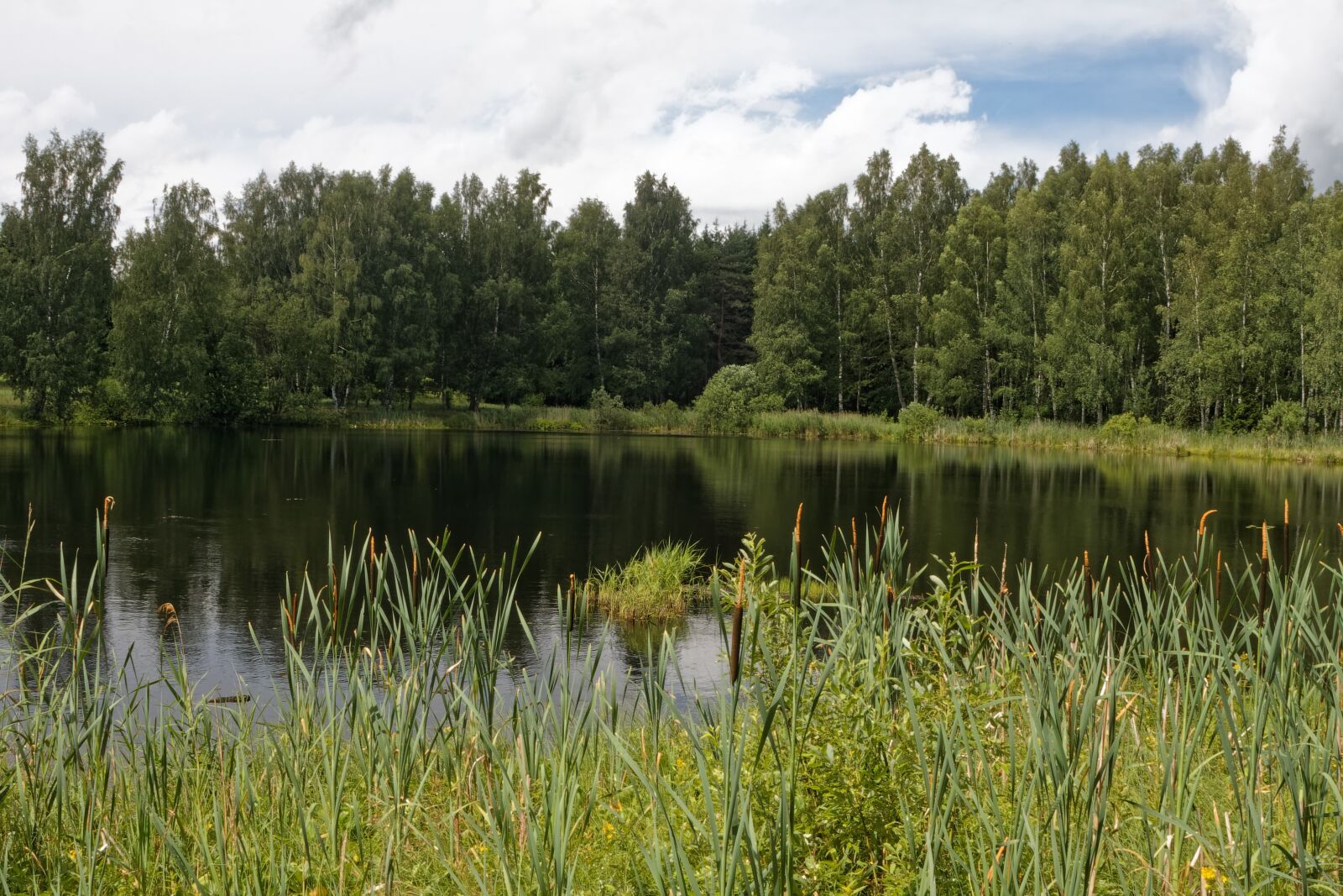 Canon EOS 500D (EOS Rebel T1i / EOS Kiss X3) sample photo. Summer, pond, weather photography