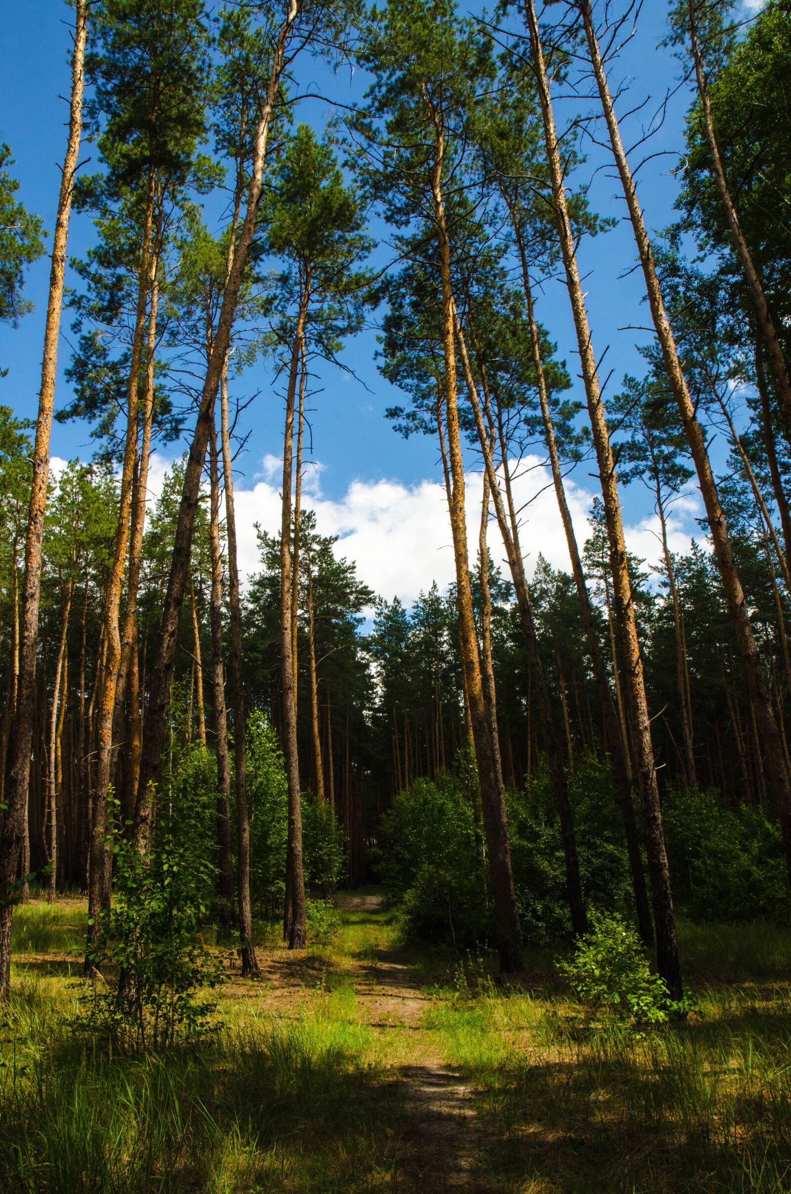 Nikon D7000 sample photo. Forest, ecology, tree photography