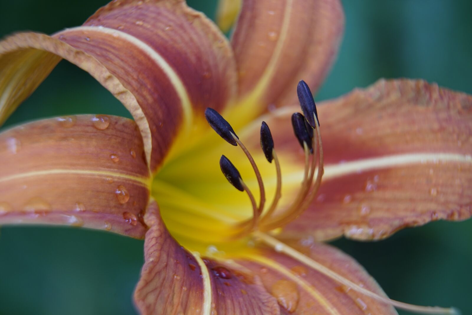 Sony a7R II + Sony E PZ 18-105mm F4 G OSS sample photo. Daylily, lily, close up photography