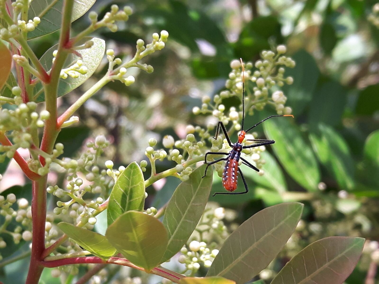 Samsung Galaxy S5 Neo sample photo. Insect, insects, wire photography
