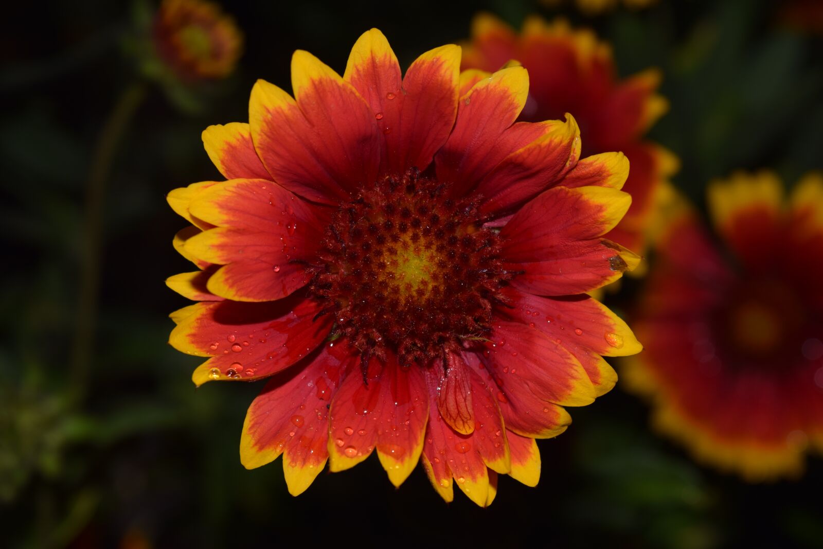 Nikon D3300 sample photo. Italicum, blossom, bloom photography