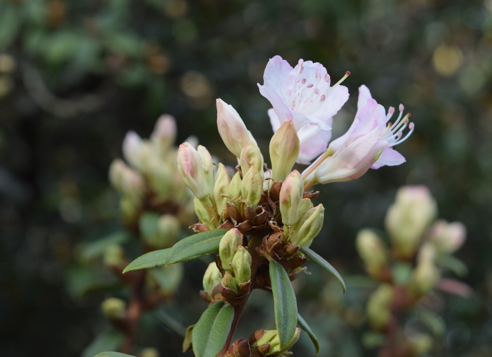 Nikon D5300 sample photo. Flower, flowers photography