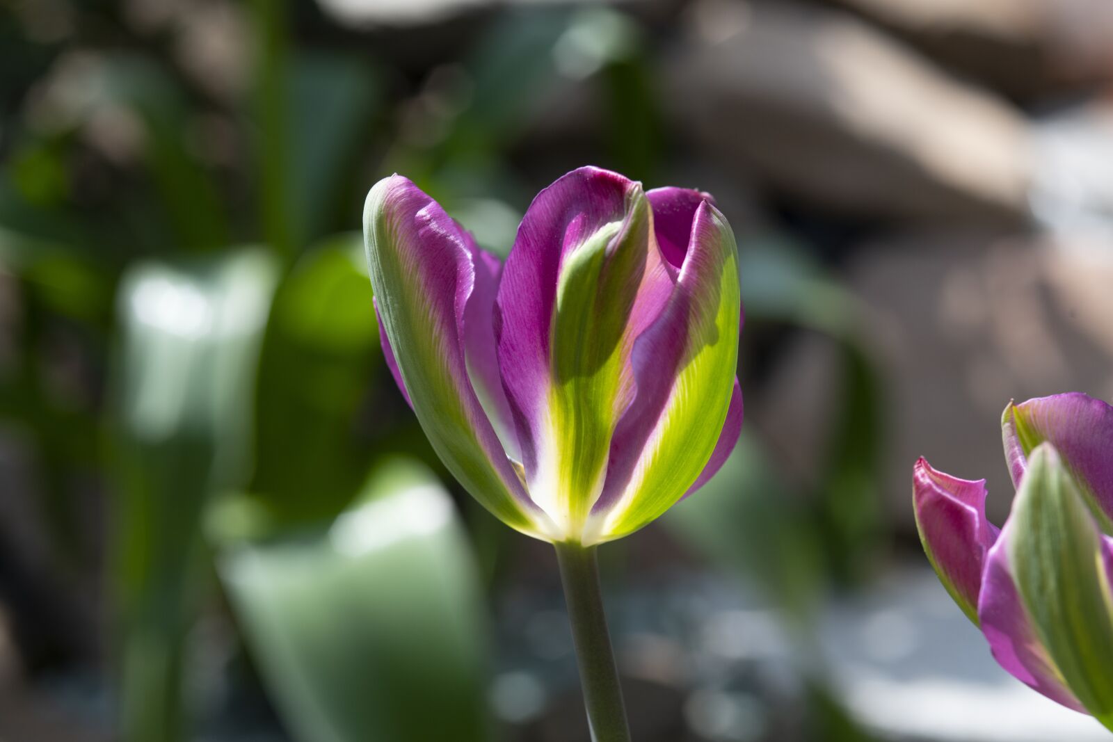 Nikon D850 sample photo. Tulip, flowers, macro photography