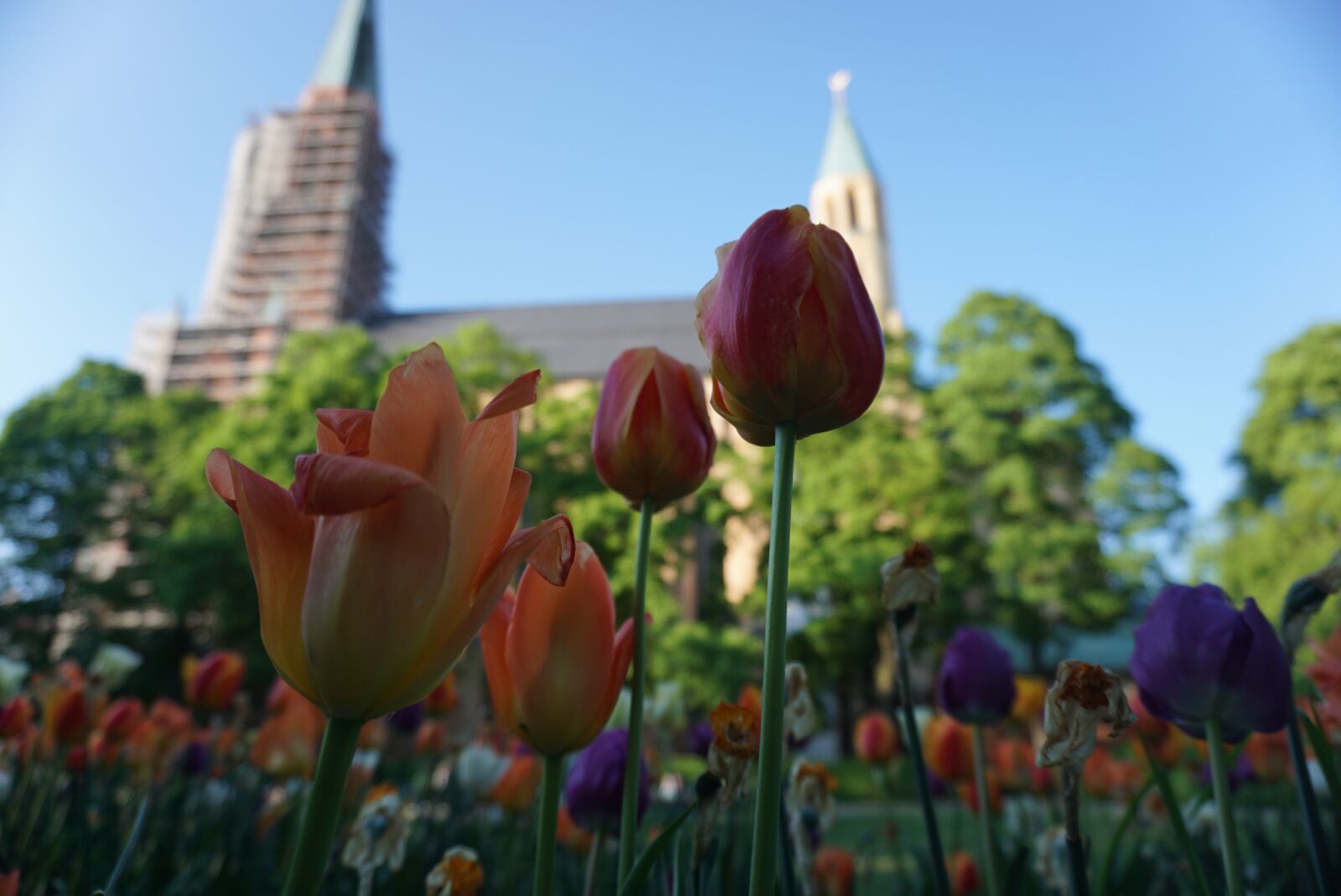 Sony a6000 sample photo. Flowers, spring, bloom photography