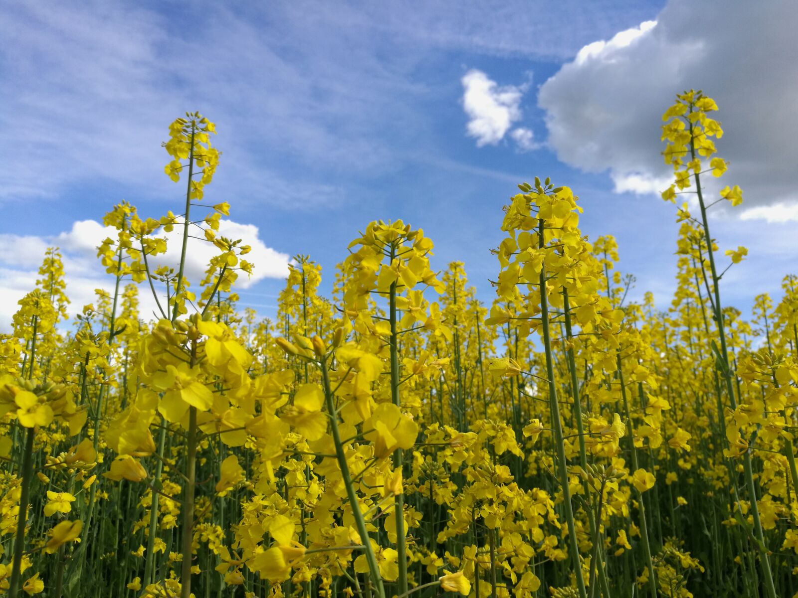 HUAWEI P9 sample photo. Rape, summer, yellow flowers photography