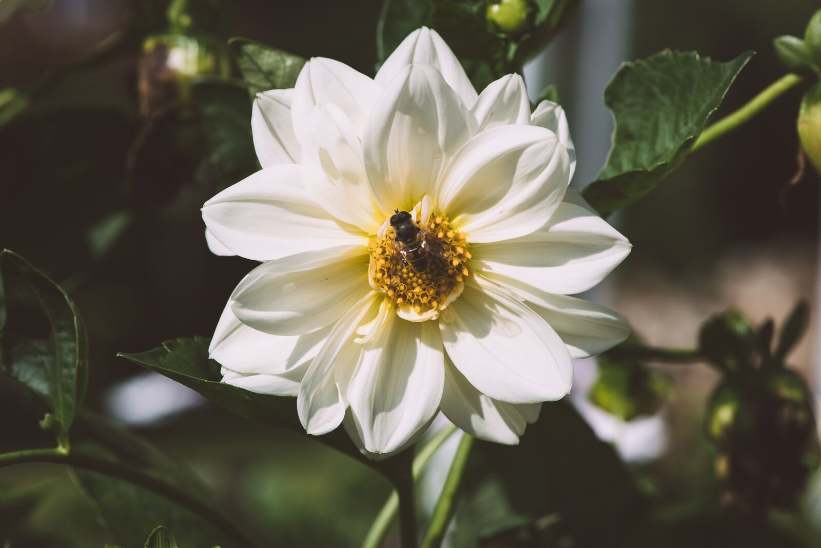 Nikon D750 sample photo. Flower, blossom, bloom photography