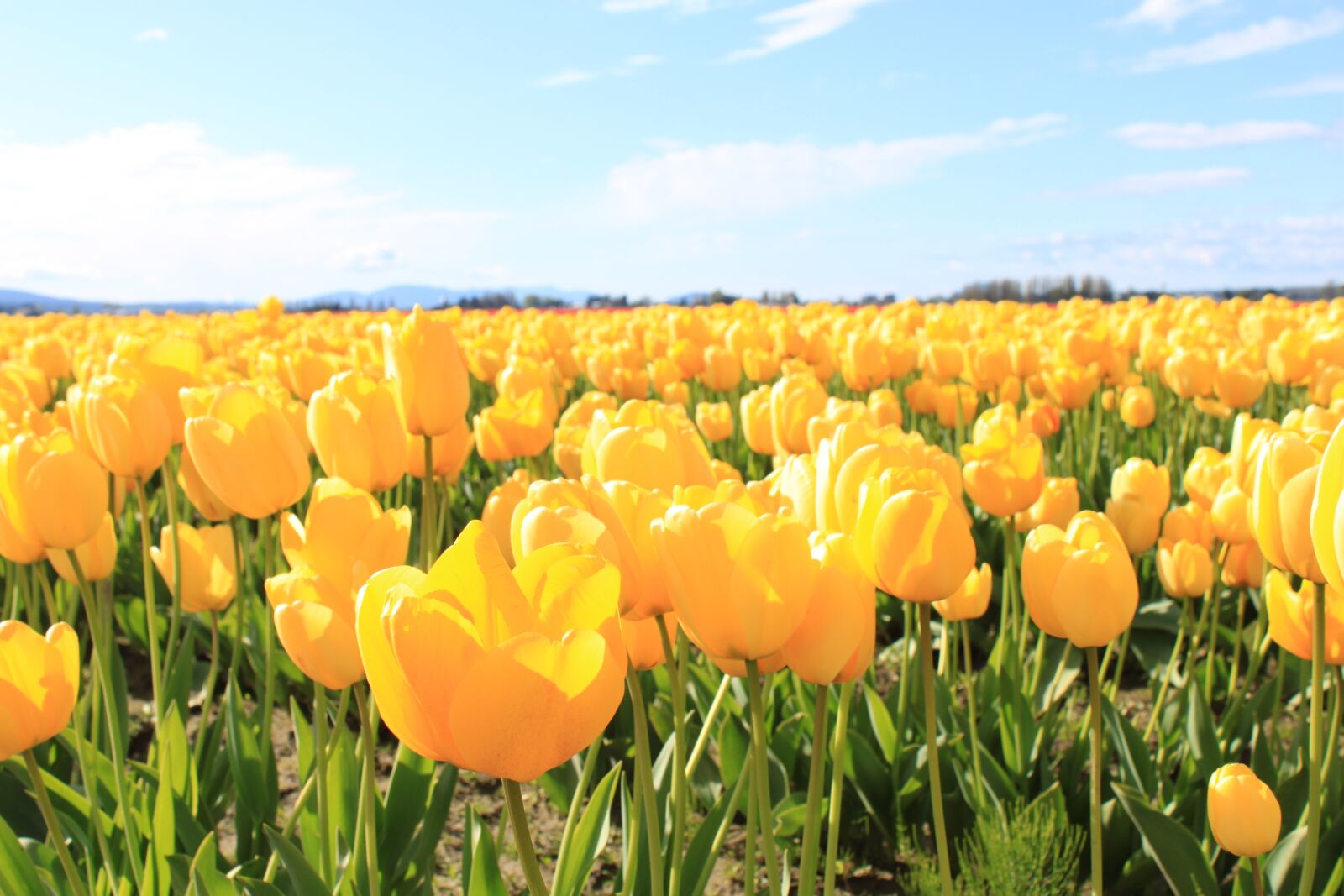 Canon EOS 500D (EOS Rebel T1i / EOS Kiss X3) sample photo. Spring, yellow, tulips photography