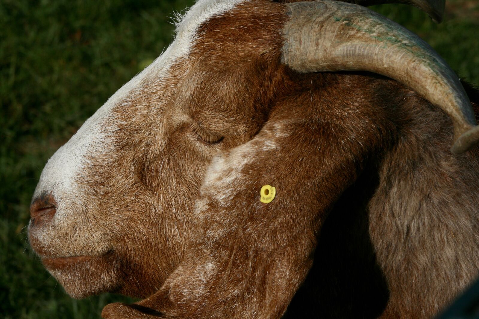 Canon EOS 400D (EOS Digital Rebel XTi / EOS Kiss Digital X) sample photo. Pet, goat, livestock photography