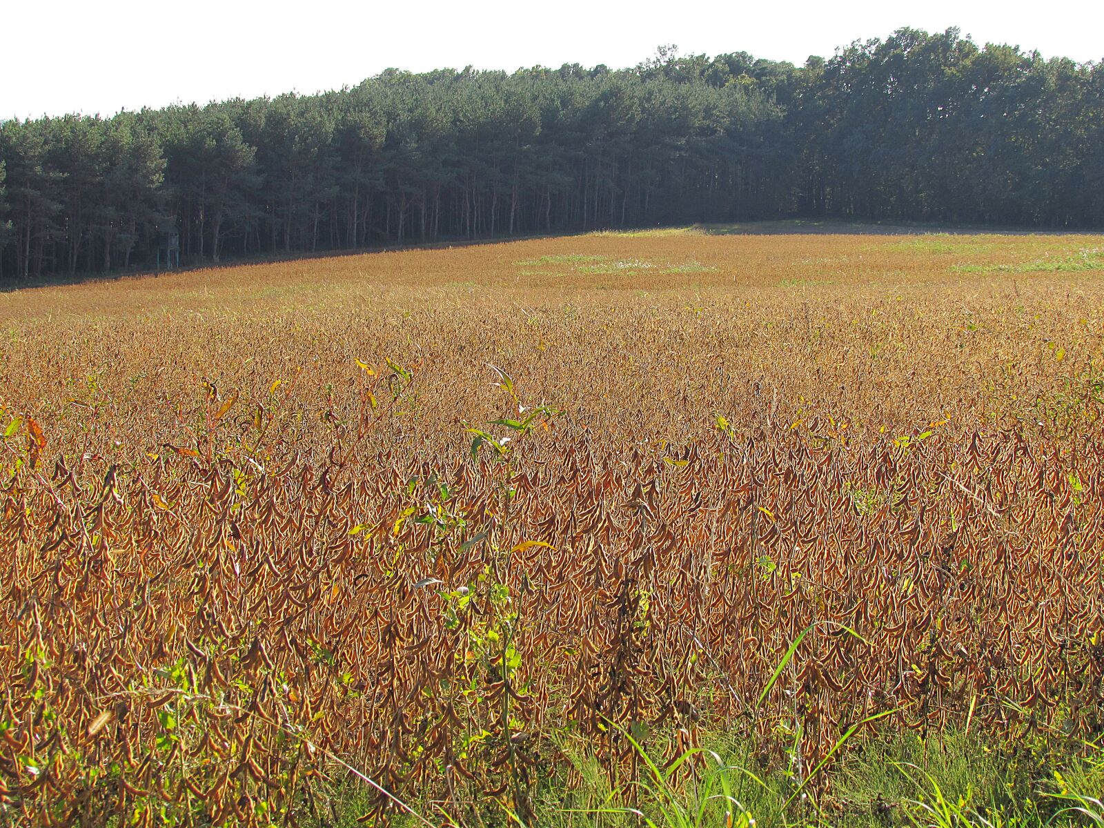 Canon PowerShot SX510 HS sample photo. Field, arable, agriculture photography
