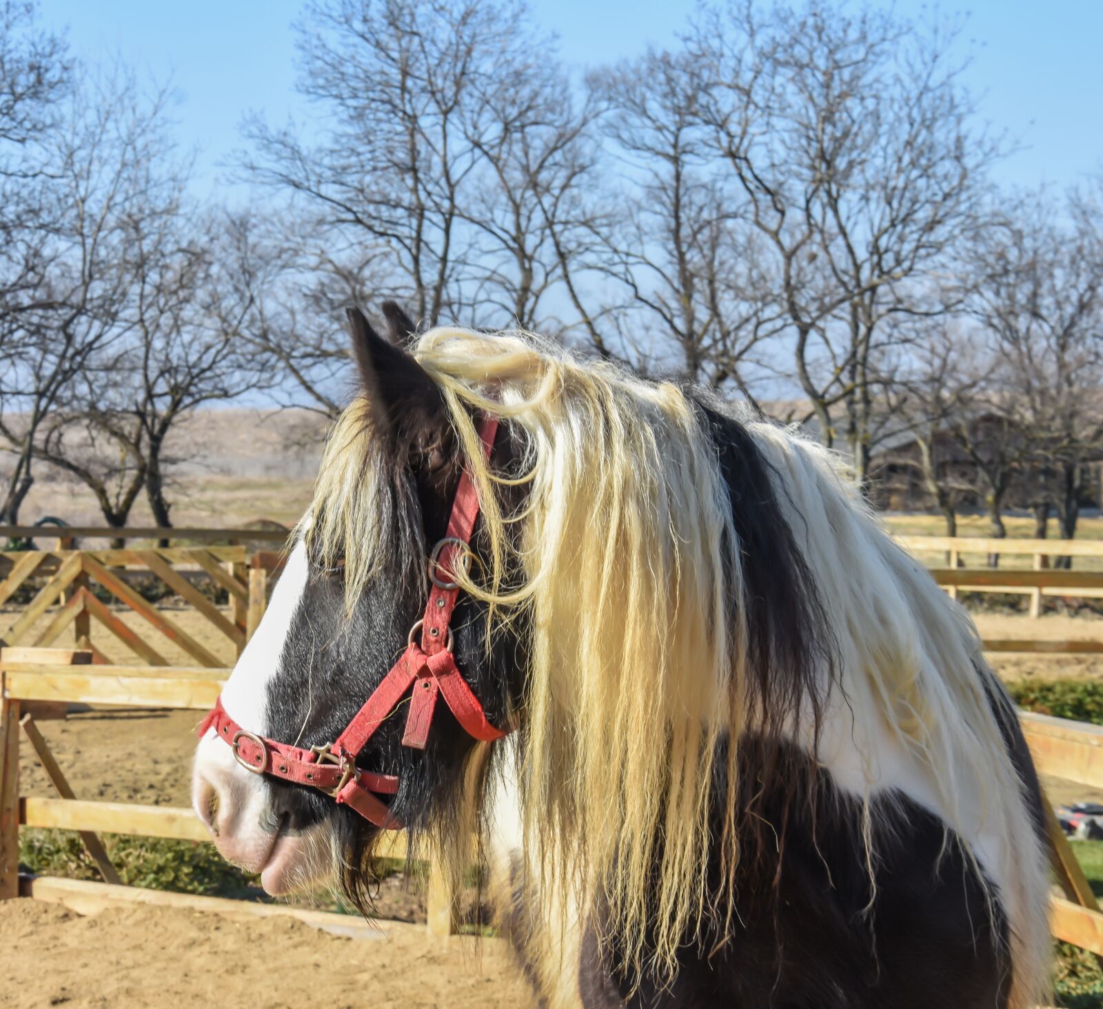 Nikon D7200 sample photo. Horse, farm, outdoor photography