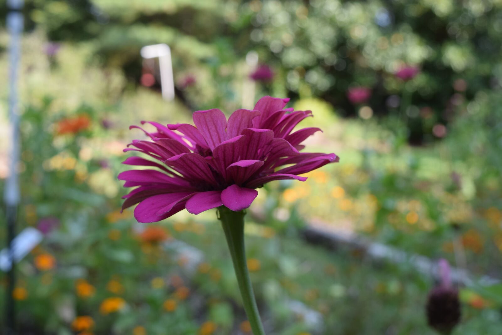 Nikon D3300 sample photo. Flower, pink, garden photography