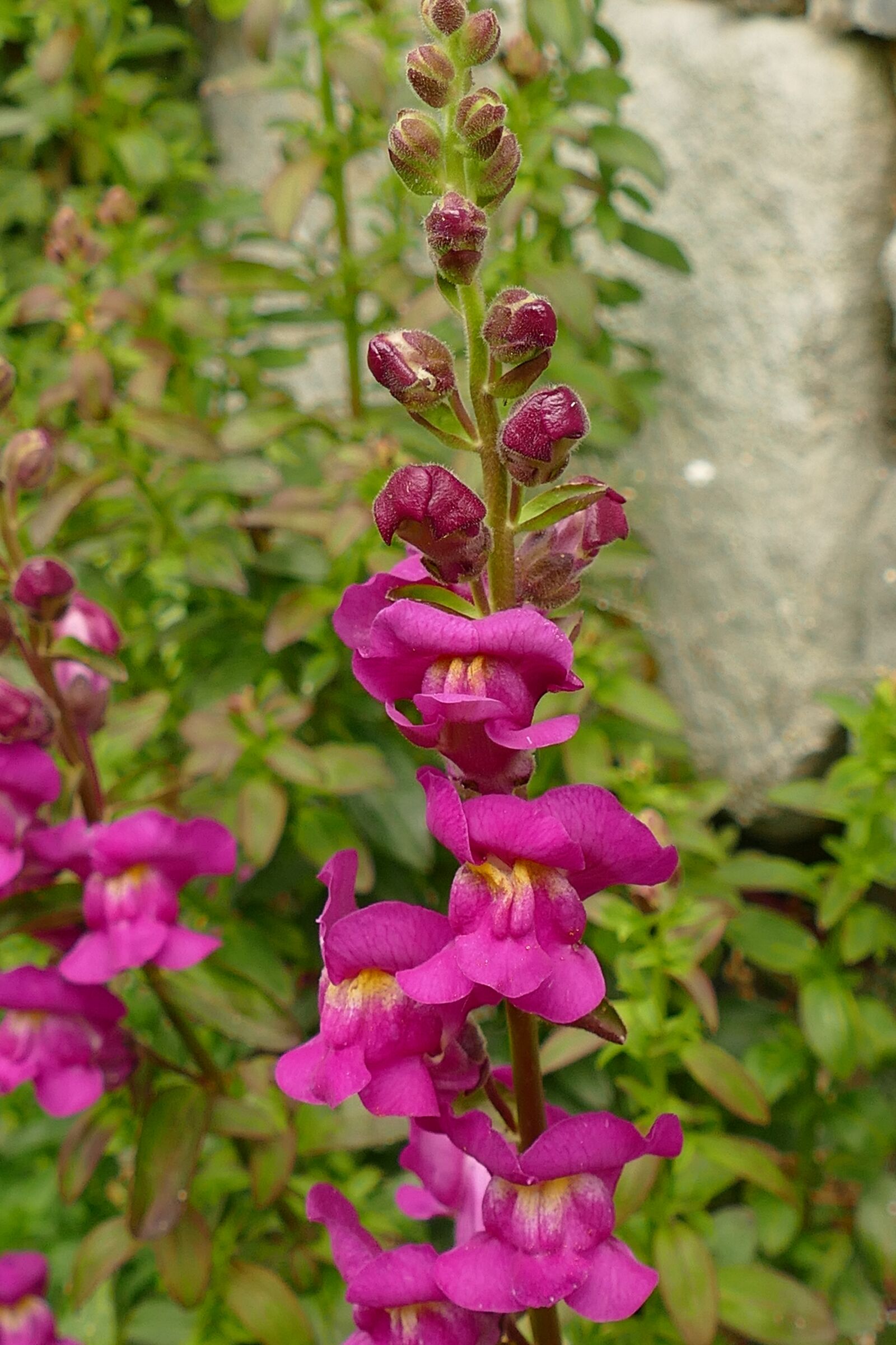 Panasonic Lumix DMC-FZ1000 sample photo. Snapdragon, antirrhinum, plantain photography