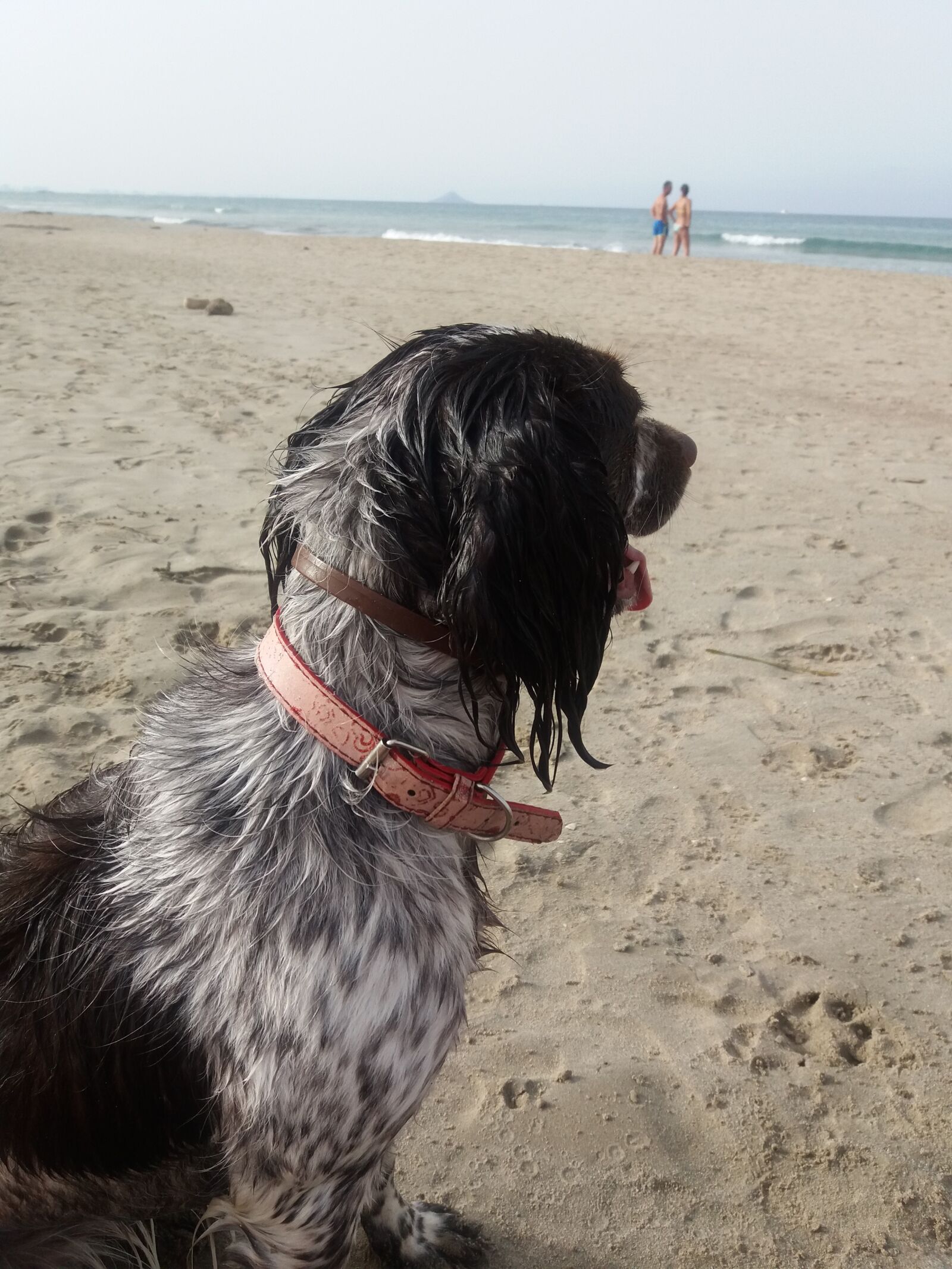 Samsung Galaxy J5(2016) sample photo. Dog, beach, dog wet photography