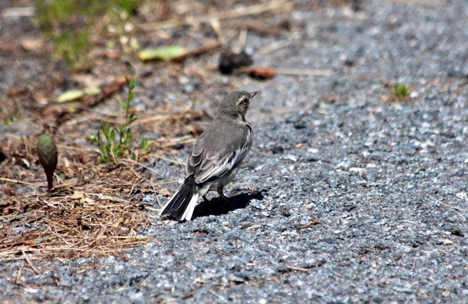 Canon EOS 650D (EOS Rebel T4i / EOS Kiss X6i) sample photo. Kamchatka wagtail, motacilla alba photography