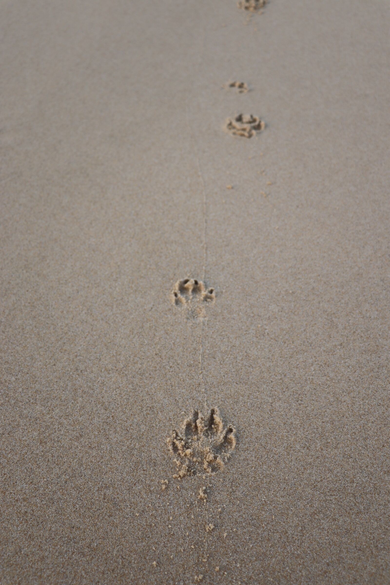 Canon EF-S 18-135mm F3.5-5.6 IS USM sample photo. Beach, fingerprints, animal photography