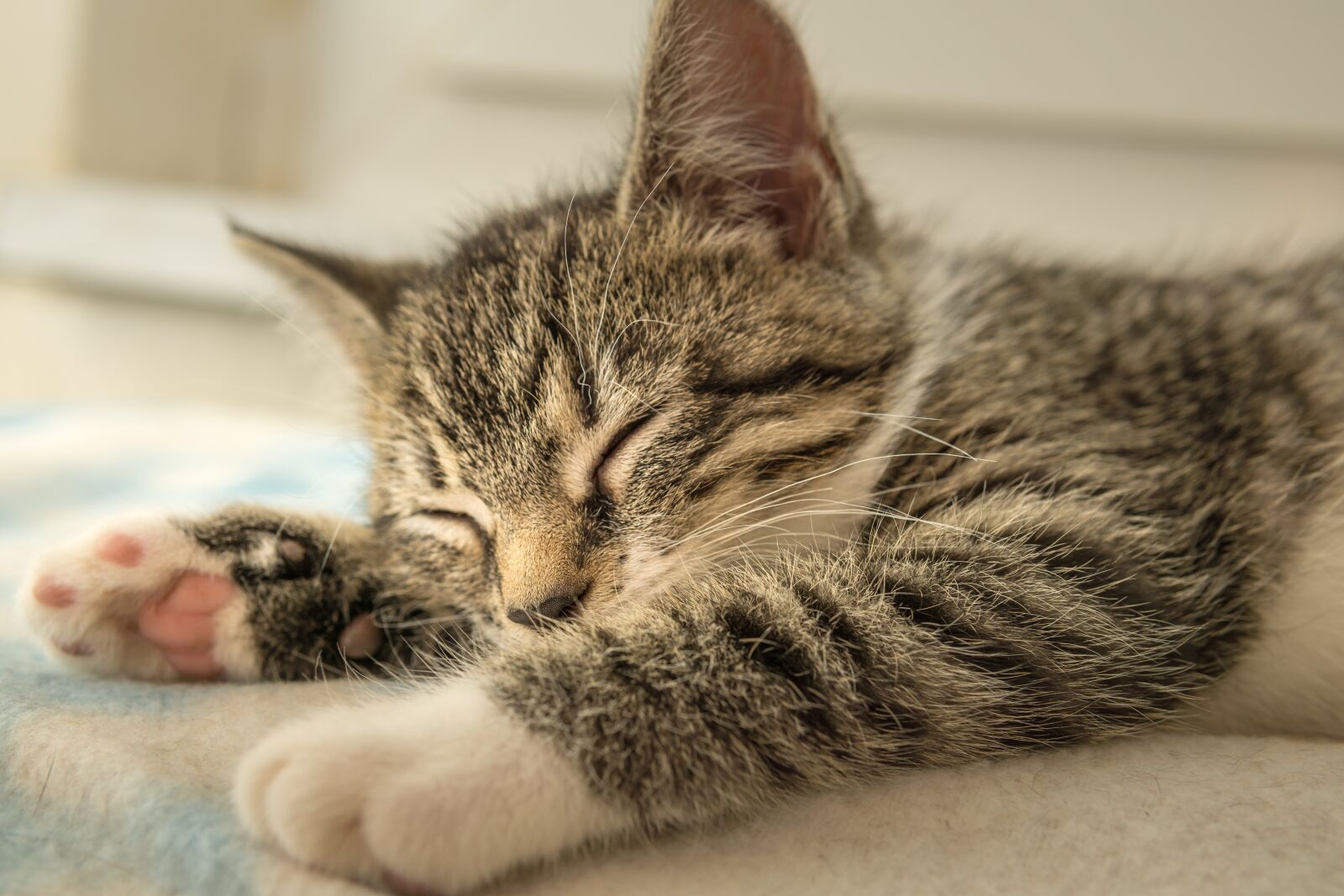 30mm F1.4 DC DN | Contemporary 016 sample photo. Cat, small, mackerel photography