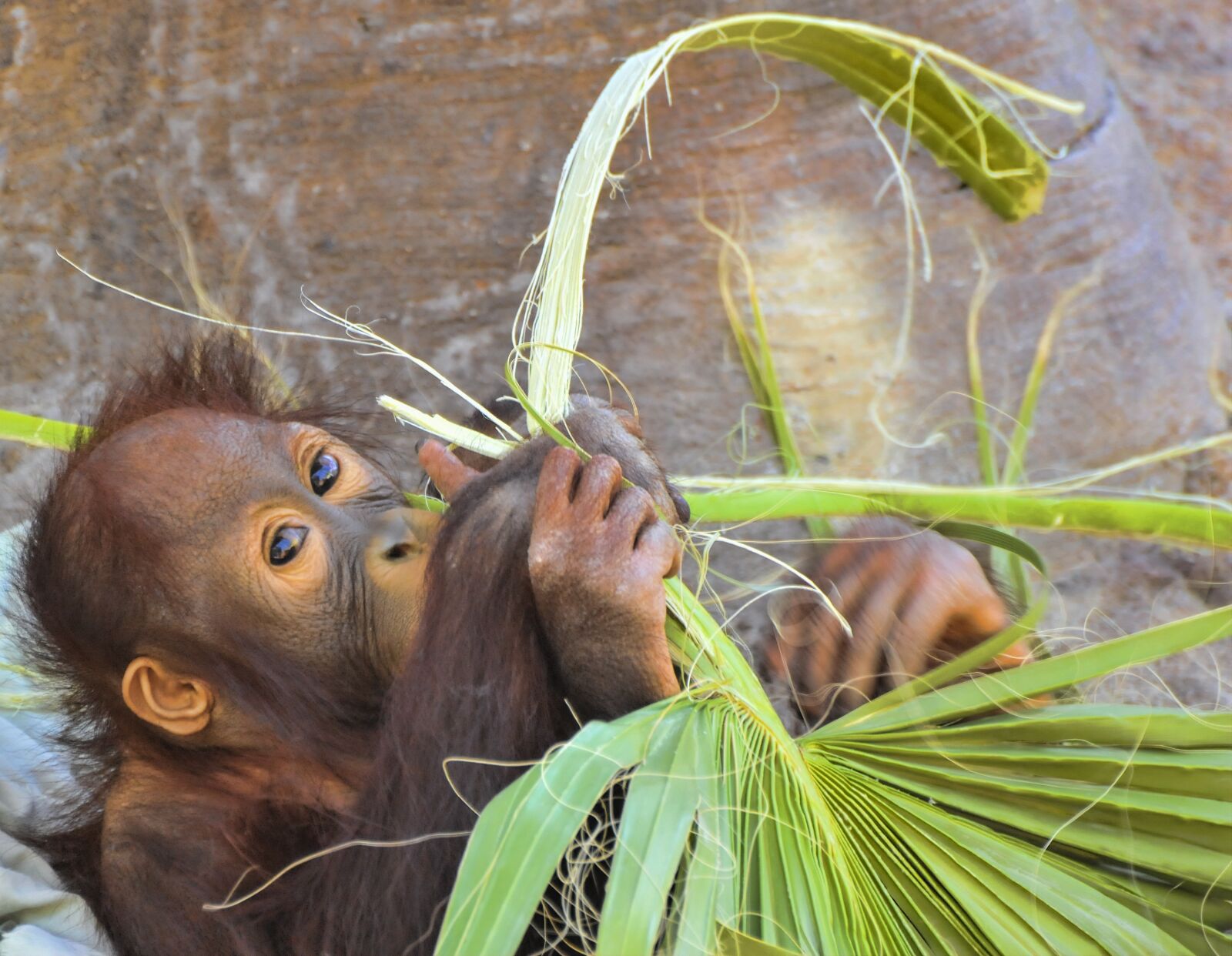 Nikon D300 sample photo. Orangutan, ape, mammal photography