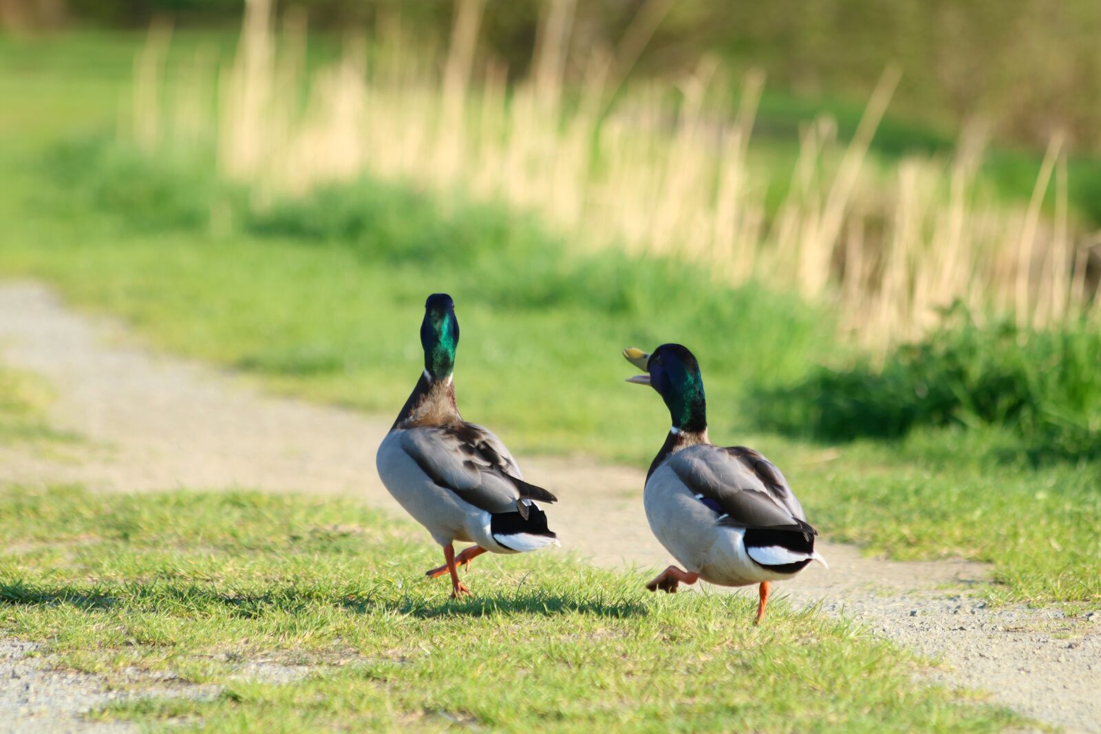 Canon EOS 750D (EOS Rebel T6i / EOS Kiss X8i) sample photo. Mallard duck, drake, bird photography