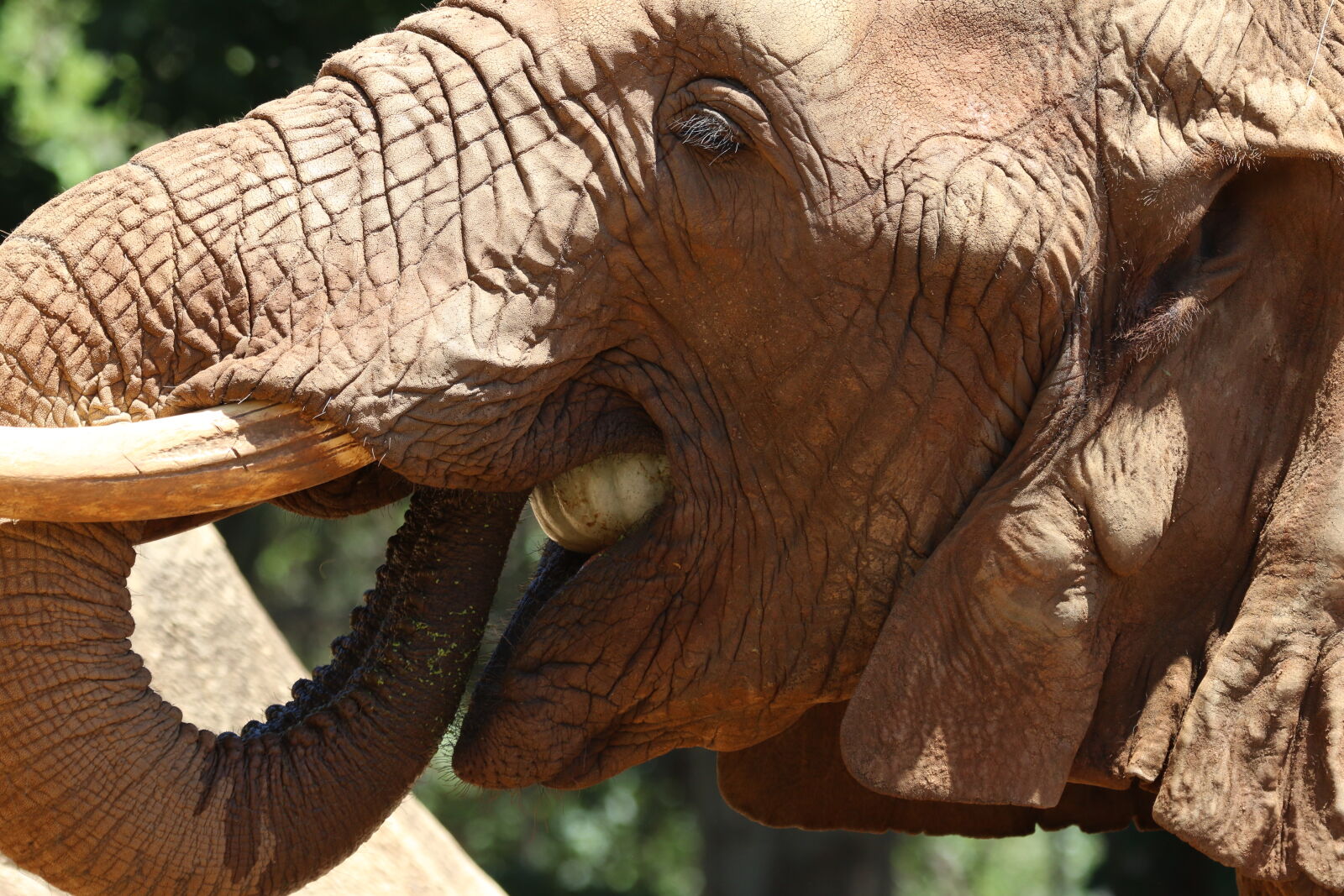 Canon EOS 7D Mark II sample photo. Animal, big, five, eat photography