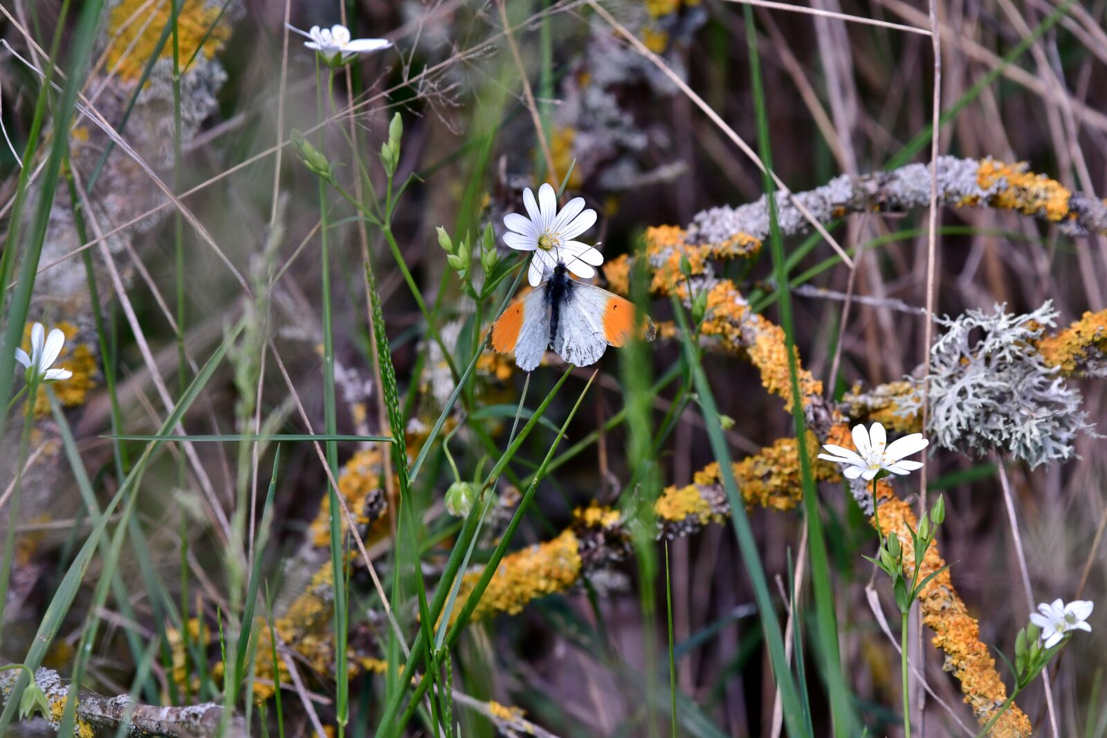 Nikon D500 sample photo. Butterfly, oranjetipje, nature photography