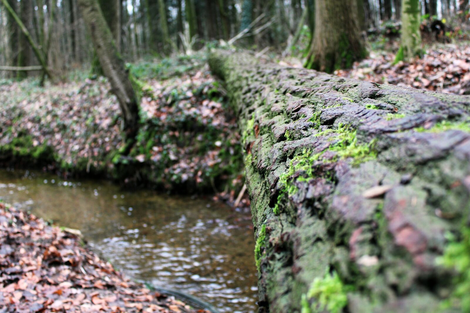 Canon EOS 2000D (EOS Rebel T7 / EOS Kiss X90 / EOS 1500D) sample photo. Log, bach, moss photography